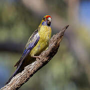 Crimson Rosella