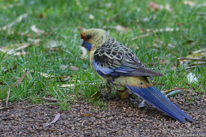 Crimson Rosella