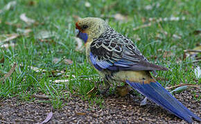 Crimson Rosella