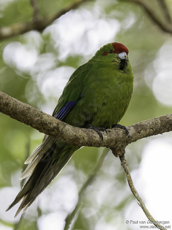 Red-crowned Parakeetadult