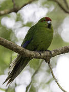 Red-crowned Parakeet