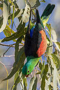 Red-winged Parrot