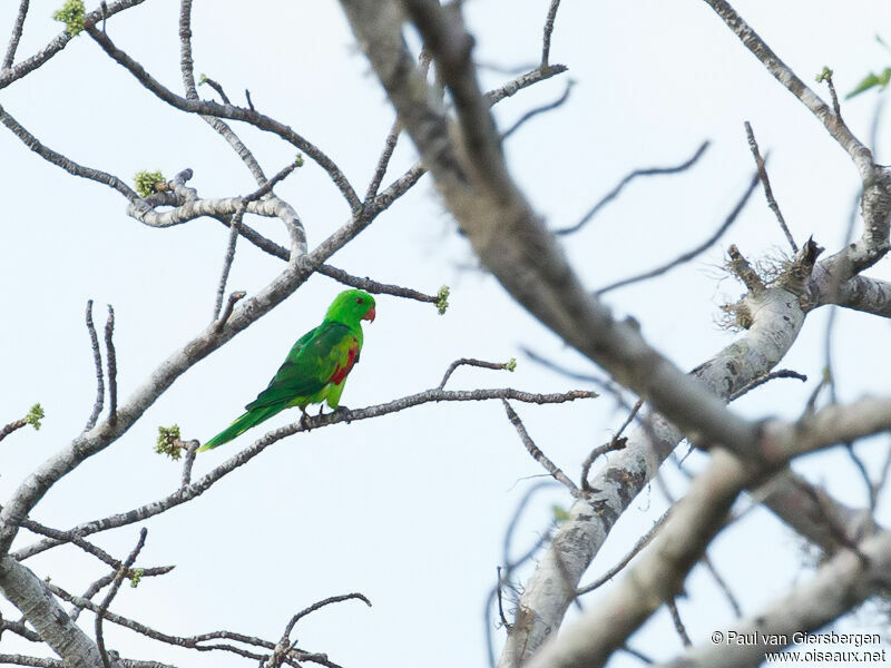 Jonquil Parrot