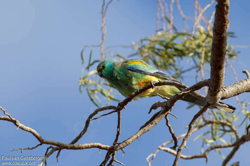 Mulga Parrot male adult, habitat