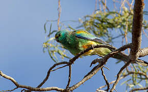 Mulga Parrot