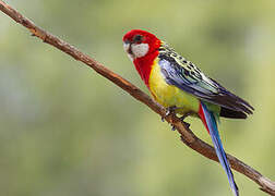 Eastern Rosella