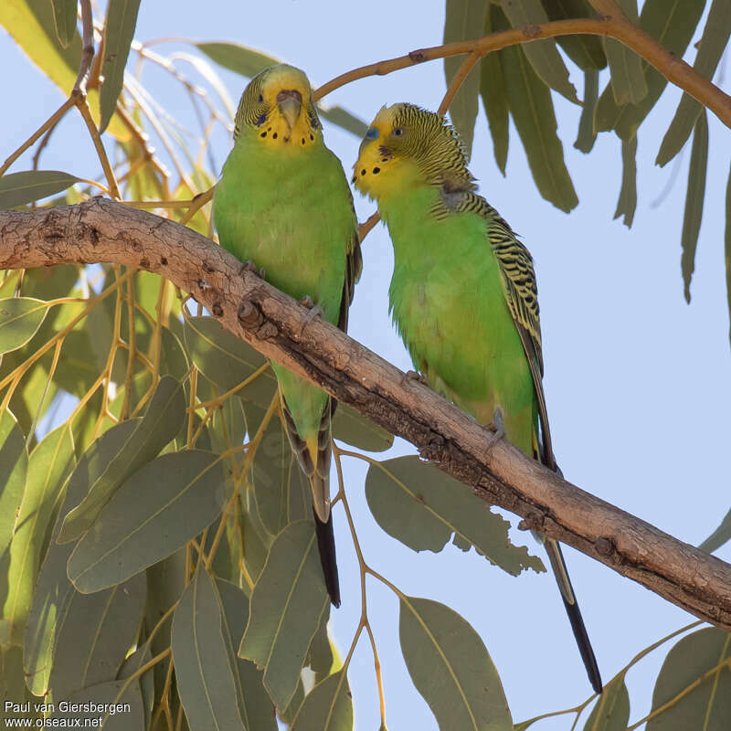 Budgerigaradult breeding