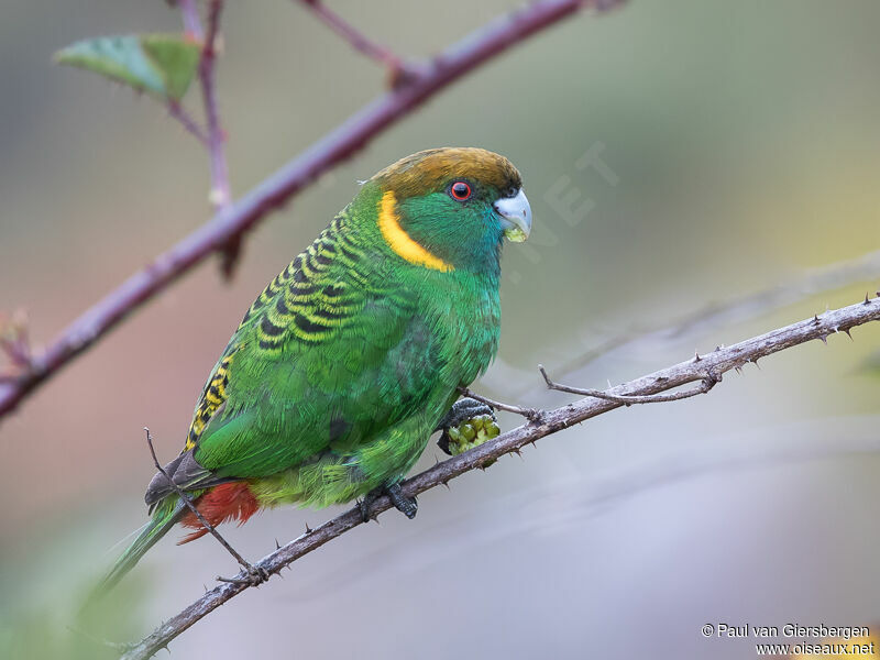 Painted Tiger Parrot