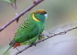 Painted Tiger Parrot