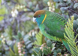 Painted Tiger Parrot