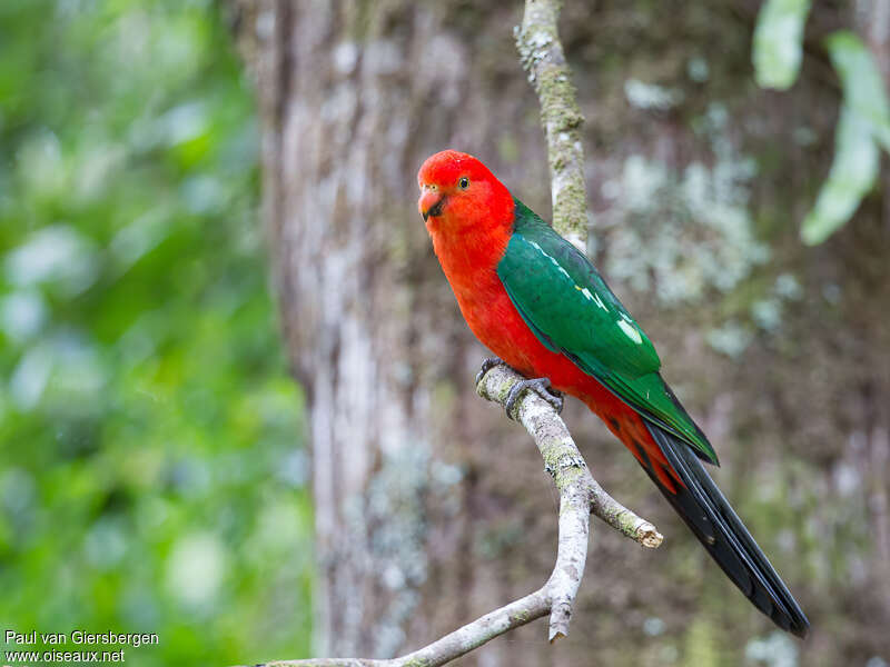 Australian King Parrot male adult, identification