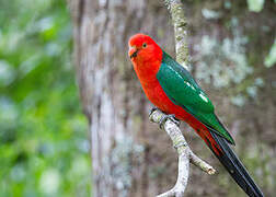 Australian King Parrot