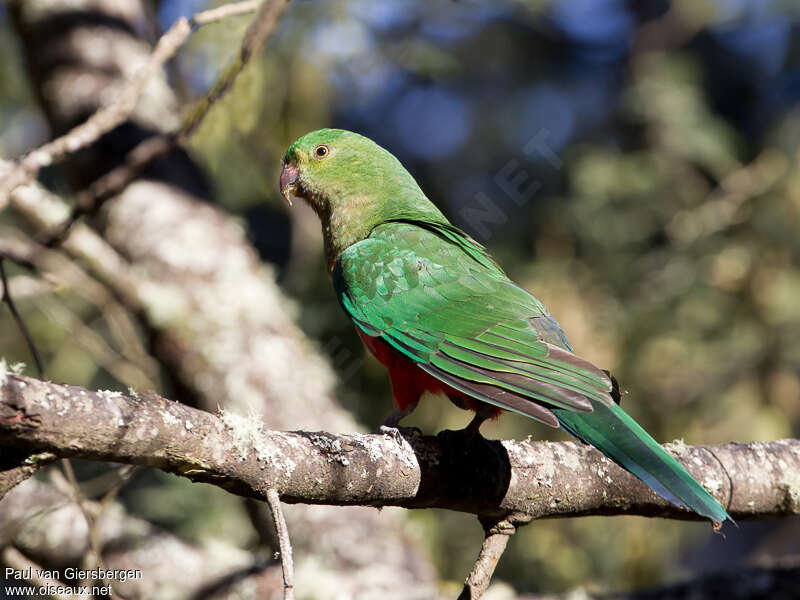 Perruche royale femelle adulte, identification