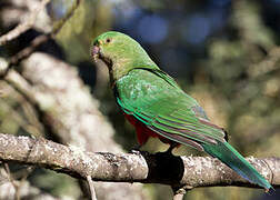 Australian King Parrot