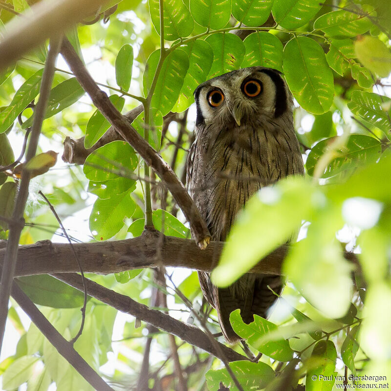 Northern White-faced Owl