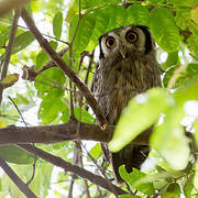 Northern White-faced Owl