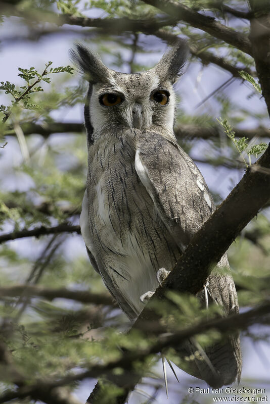 Petit-duc à face blanche