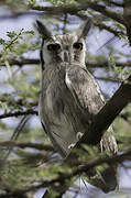 Northern White-faced Owl