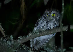 Whiskered Screech Owl