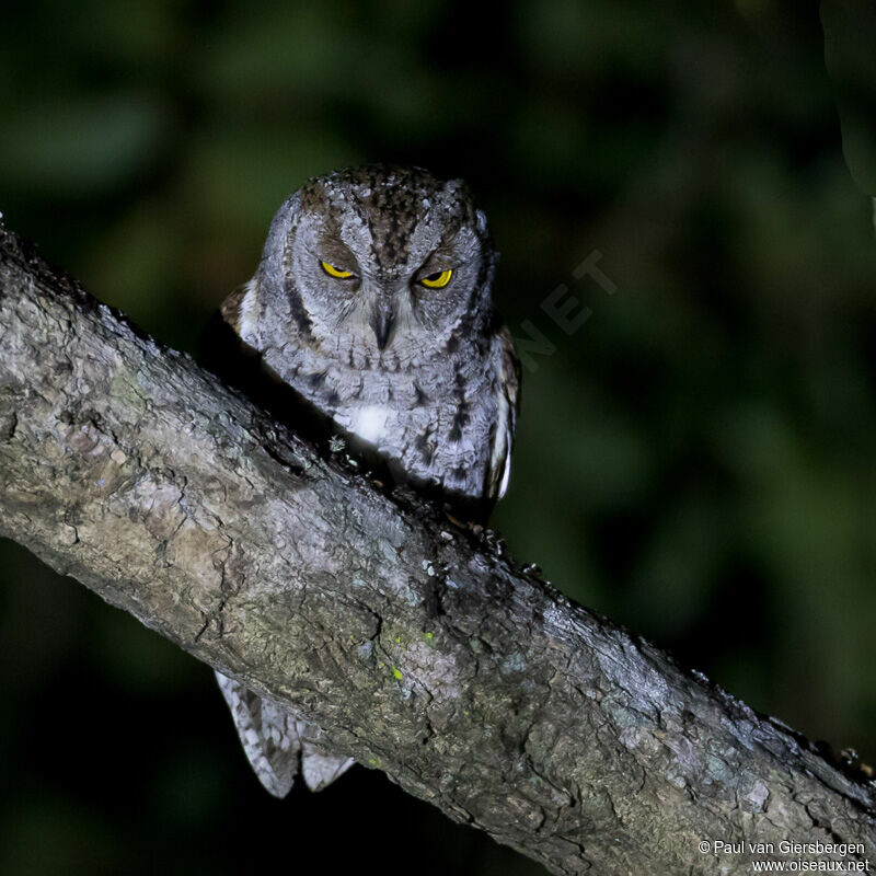 African Scops Owl