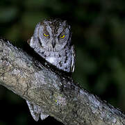 African Scops Owl