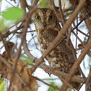 African Scops Owl