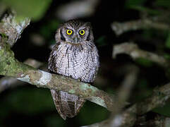 Tropical Screech Owl