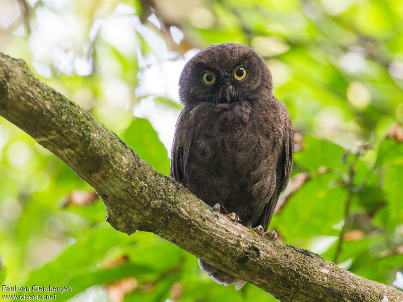 Anjouan Scops Owladult, identification