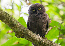 Anjouan Scops Owl