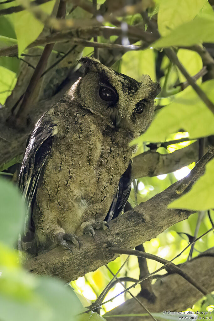 Everett's Scops Owladult