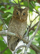 Sokoke Scops Owl