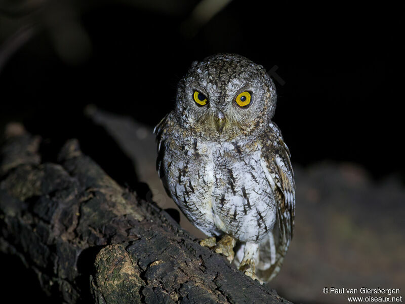 Oriental Scops Owladult