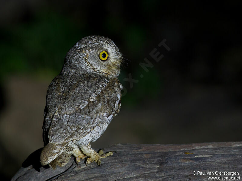 Oriental Scops Owladult