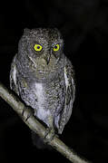 Oriental Scops Owl