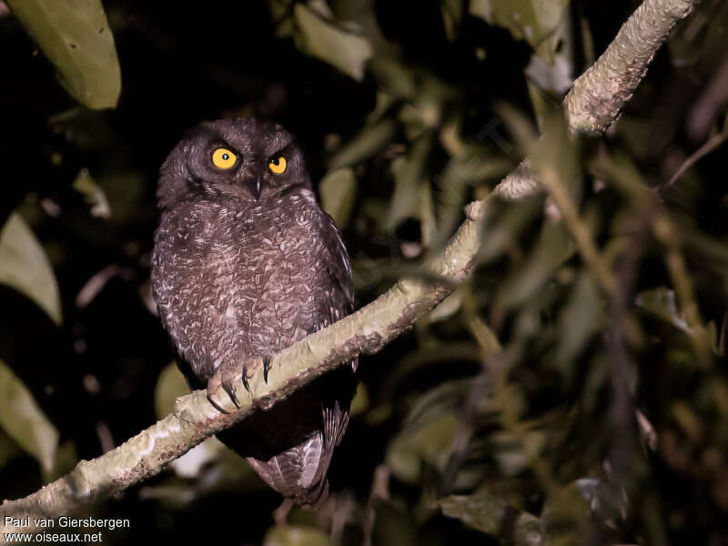 Biak Scops Owl