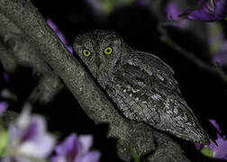 Cyprus Scops Owl