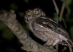 Pacific Screech Owl