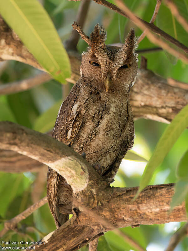 Pacific Screech Owladult, close-up portrait