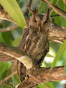 Pacific Screech Owl