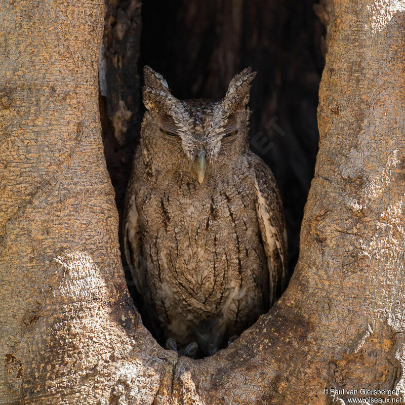 Pacific Screech Owladult