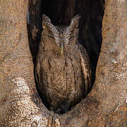 Pacific Screech Owl