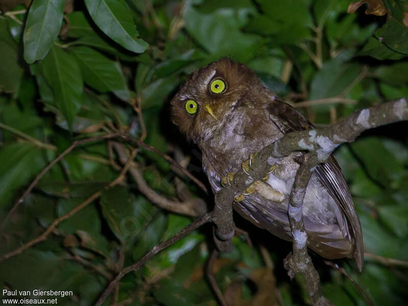 Flores Scops Owl, identification