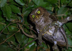 Flores Scops Owl