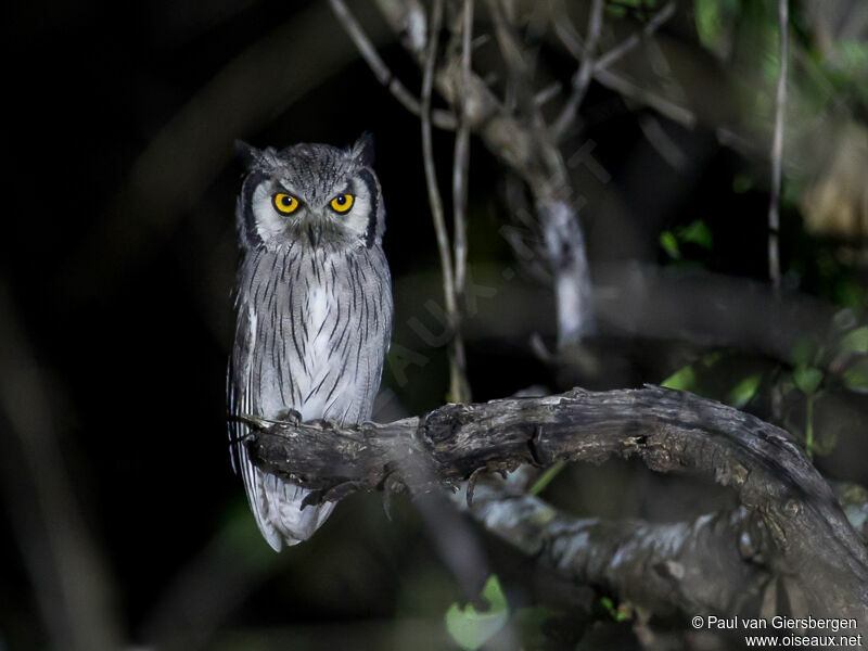 Southern White-faced Owl