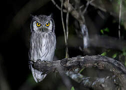 Southern White-faced Owl