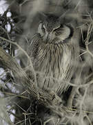 Southern White-faced Owl