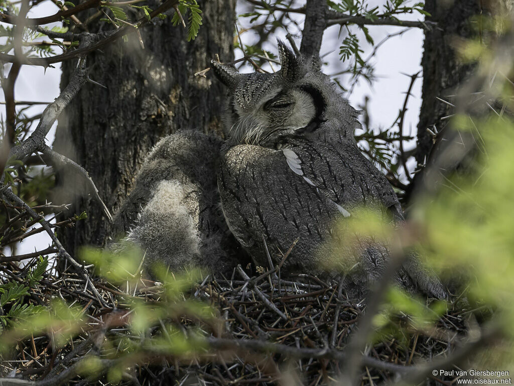 Southern White-faced Owl