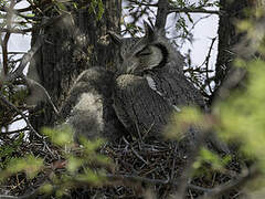 Southern White-faced Owl