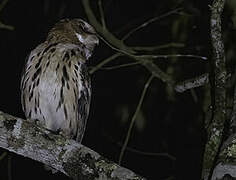 Giant Scops Owl