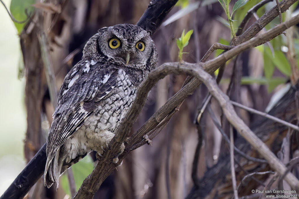 Petit-duc de Koepcke